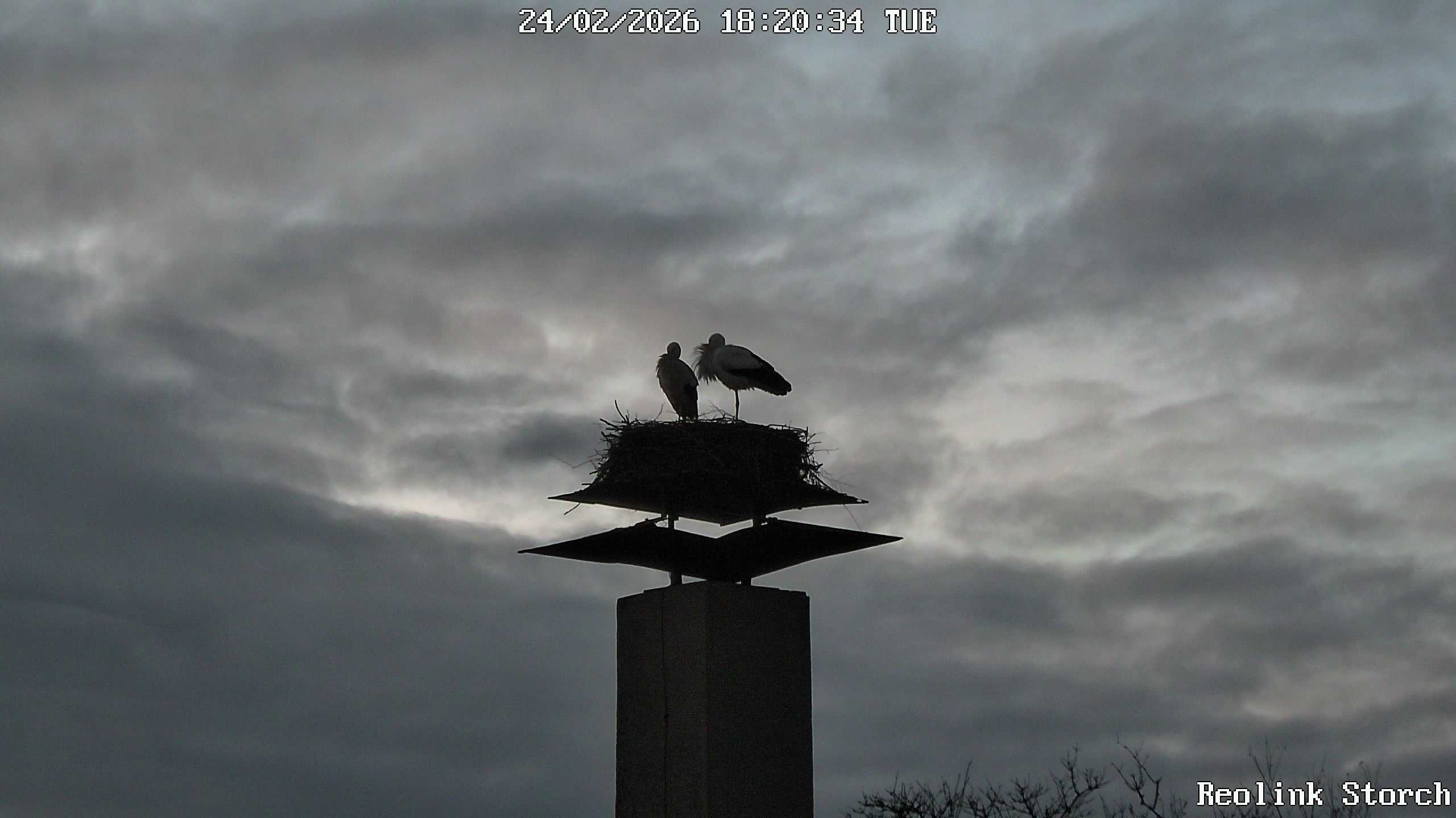 Storchencam Bild